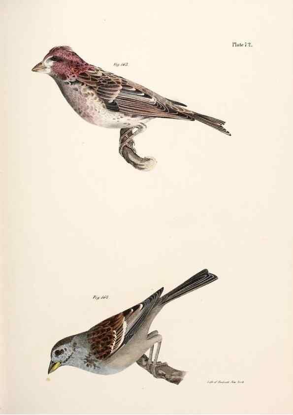 Reproducción/Reproduction 7894695950: Zoology of New York;. Albany :W. & A. White & J. Visscher :1842-44.