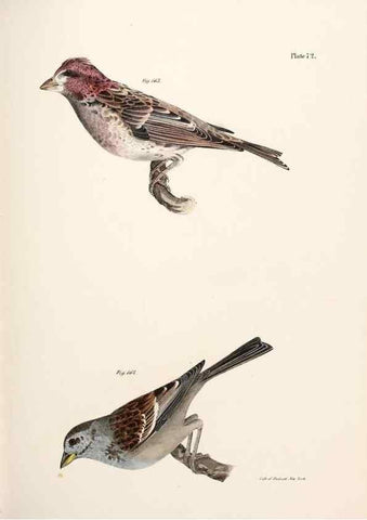 Reproducción/Reproduction 7894695950: Zoology of New York;. Albany :W. & A. White & J. Visscher :1842-44.