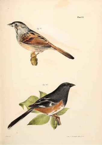 Reproducción/Reproduction 7894695296: Zoology of New York;. Albany :W. & A. White & J. Visscher :1842-44.