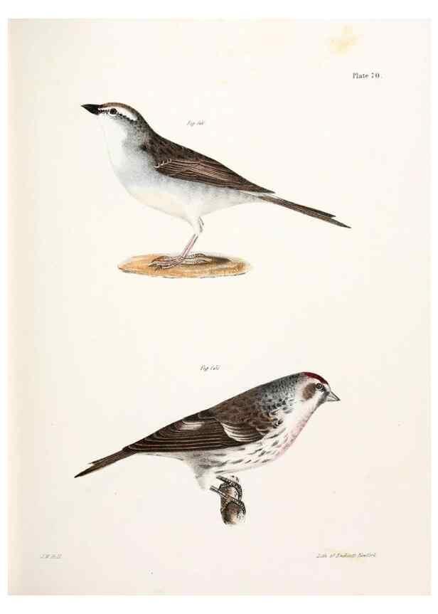 Reproducción/Reproduction 7894694588: Zoology of New York;. Albany :W. & A. White & J. Visscher :1842-44.