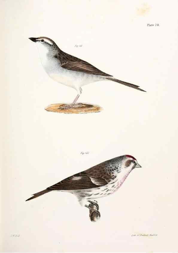 Reproducción/Reproduction 7894694588: Zoology of New York;. Albany :W. & A. White & J. Visscher :1842-44.
