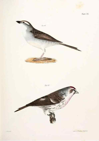 Reproducción/Reproduction 7894694588: Zoology of New York;. Albany :W. & A. White & J. Visscher :1842-44.