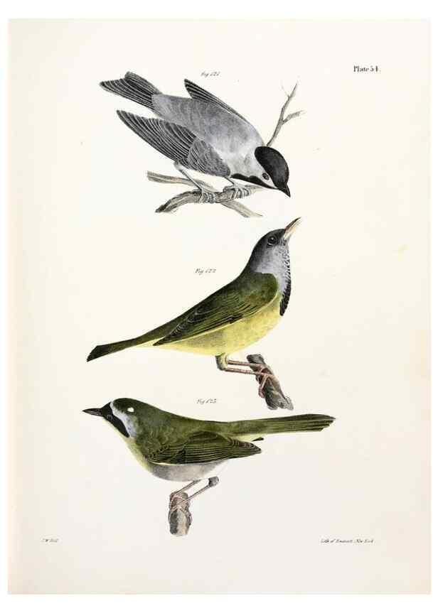 Reproducción/Reproduction 7894683374: Zoology of New York;. Albany :W. & A. White & J. Visscher :1842-44.