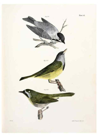 Reproducción/Reproduction 7894683374: Zoology of New York;. Albany :W. & A. White & J. Visscher :1842-44.