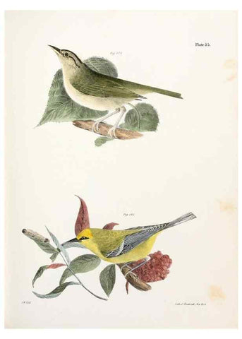 Reproducción/Reproduction 7894684004: Zoology of New York;. Albany :W. & A. White & J. Visscher :1842-44.