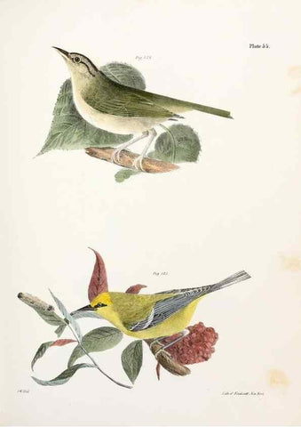 Reproducción/Reproduction 7894684004: Zoology of New York;. Albany :W. & A. White & J. Visscher :1842-44.