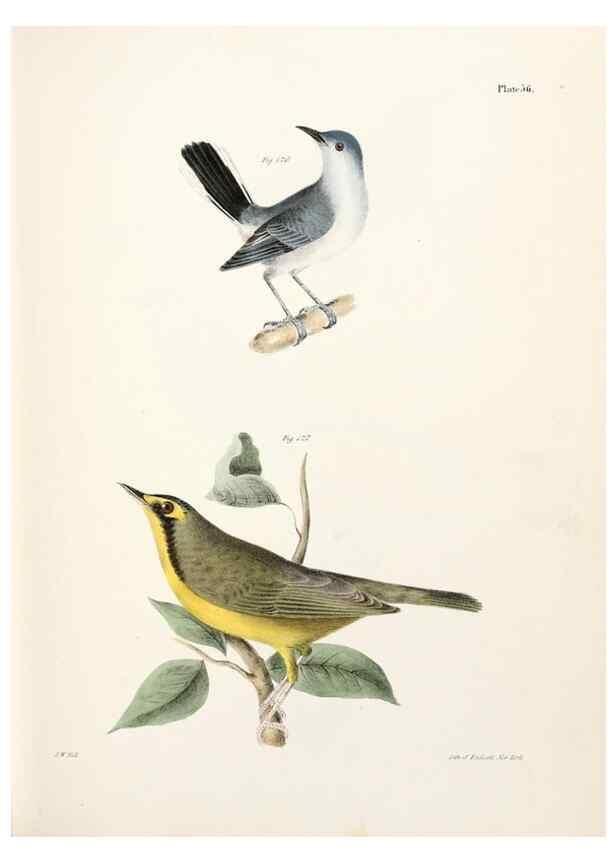 Reproducción/Reproduction 7894684596: Zoology of New York;. Albany :W. & A. White & J. Visscher :1842-44.