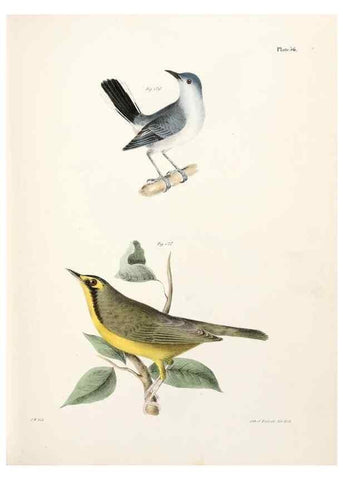 Reproducción/Reproduction 7894684596: Zoology of New York;. Albany :W. & A. White & J. Visscher :1842-44.