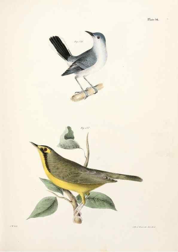Reproducción/Reproduction 7894684596: Zoology of New York;. Albany :W. & A. White & J. Visscher :1842-44.