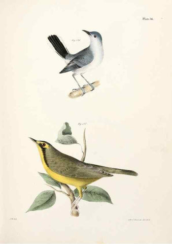 Reproducción/Reproduction 7894684596: Zoology of New York;. Albany :W. & A. White & J. Visscher :1842-44.