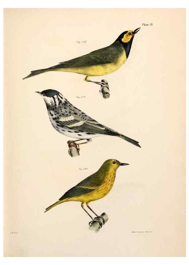 Reproducción/Reproduction 7894685256: Zoology of New York;. Albany :W. & A. White & J. Visscher :1842-44.