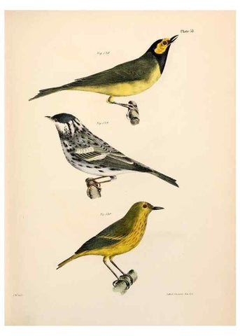 Reproducción/Reproduction 7894685256: Zoology of New York;. Albany :W. & A. White & J. Visscher :1842-44.