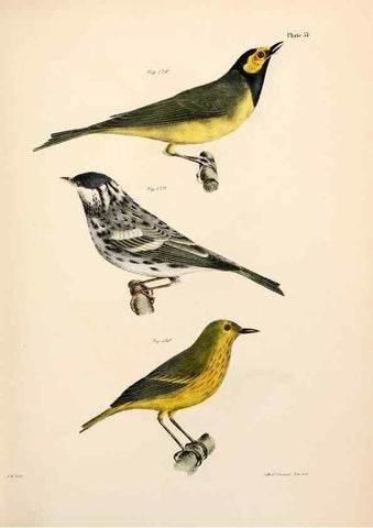 Reproducción/Reproduction 7894685256: Zoology of New York;. Albany :W. & A. White & J. Visscher :1842-44.