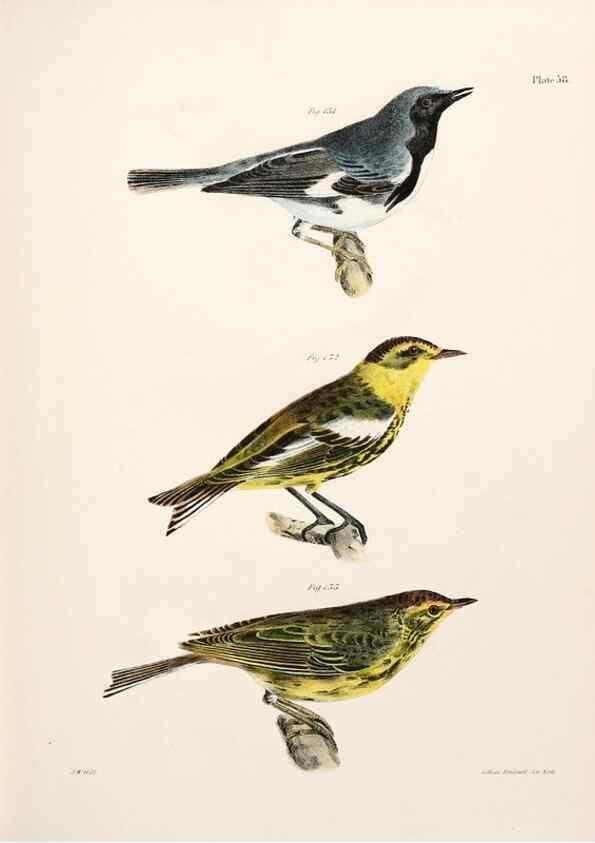 Reproducción/Reproduction 7894686100: Zoology of New York;. Albany :W. & A. White & J. Visscher :1842-44.