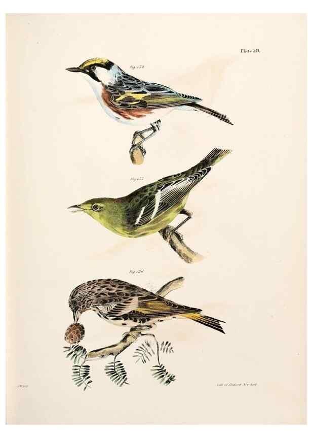 Reproducción/Reproduction 7894686968: Zoology of New York;. Albany :W. & A. White & J. Visscher :1842-44.