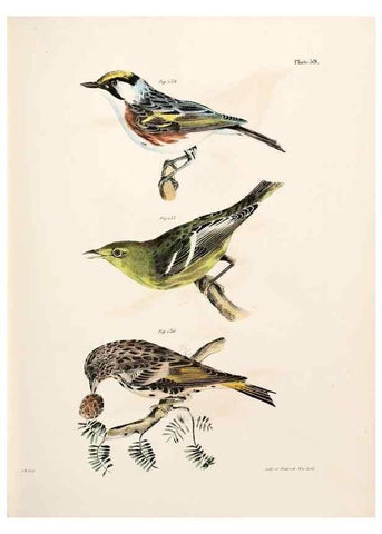 Reproducción/Reproduction 7894686968: Zoology of New York;. Albany :W. & A. White & J. Visscher :1842-44.
