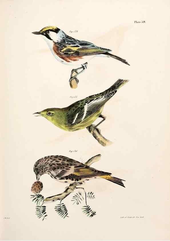 Reproducción/Reproduction 7894686968: Zoology of New York;. Albany :W. & A. White & J. Visscher :1842-44.