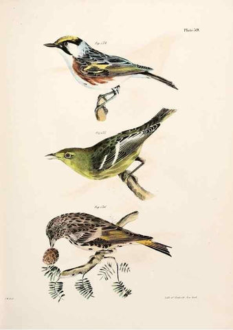 Reproducción/Reproduction 7894686968: Zoology of New York;. Albany :W. & A. White & J. Visscher :1842-44.