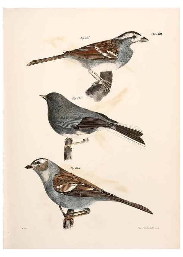 Reproducción/Reproduction 7894687618: Zoology of New York;. Albany :W. & A. White & J. Visscher :1842-44.