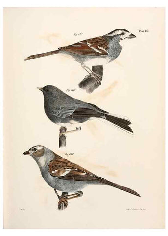 Reproducción/Reproduction 7894687618: Zoology of New York;. Albany :W. & A. White & J. Visscher :1842-44.