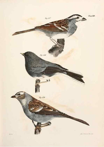 Reproducción/Reproduction 7894687618: Zoology of New York;. Albany :W. & A. White & J. Visscher :1842-44.