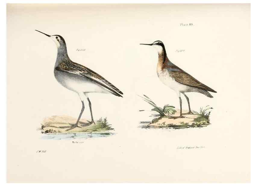 Reproducción/Reproduction 7894708058: Zoology of New York;. Albany :W. & A. White & J. Visscher :1842-44.