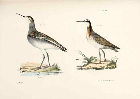 Reproducción/Reproduction 7894708058: Zoology of New York;. Albany :W. & A. White & J. Visscher :1842-44.