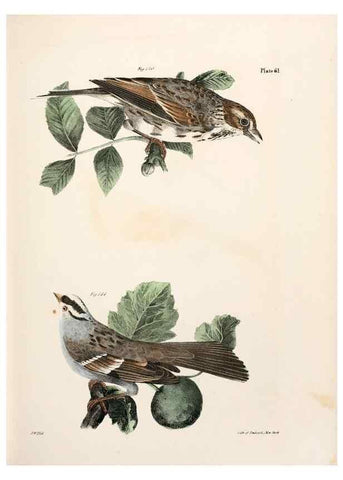 Reproducción/Reproduction 7894688378: Zoology of New York;. Albany :W. & A. White & J. Visscher :1842-44.