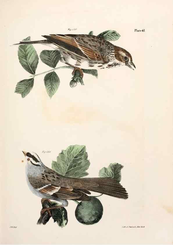 Reproducción/Reproduction 7894688378: Zoology of New York;. Albany :W. & A. White & J. Visscher :1842-44.