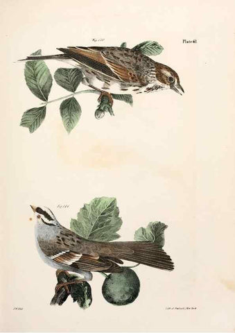 Reproducción/Reproduction 7894688378: Zoology of New York;. Albany :W. & A. White & J. Visscher :1842-44.
