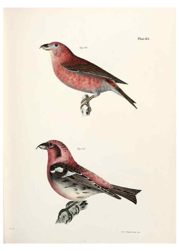 Reproducción/Reproduction 7894689690: Zoology of New York;. Albany :W. & A. White & J. Visscher :1842-44.