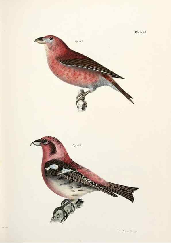 Reproducción/Reproduction 7894689690: Zoology of New York;. Albany :W. & A. White & J. Visscher :1842-44.