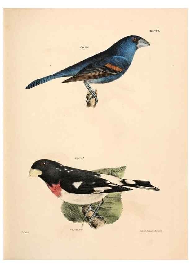 Reproducción/Reproduction 7894690294: Zoology of New York;. Albany :W. & A. White & J. Visscher :1842-44.