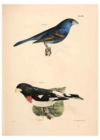 Reproducción/Reproduction 7894690294: Zoology of New York;. Albany :W. & A. White & J. Visscher :1842-44.