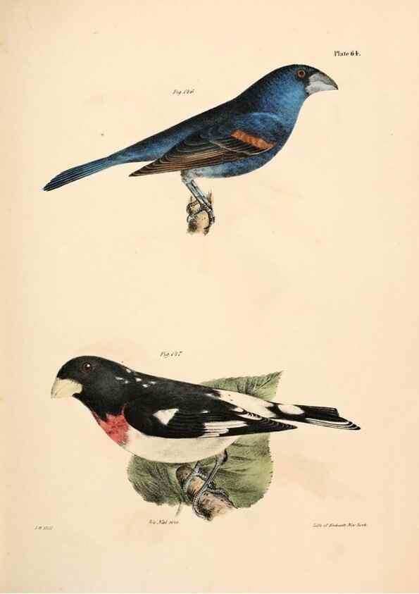 Reproducción/Reproduction 7894690294: Zoology of New York;. Albany :W. & A. White & J. Visscher :1842-44.