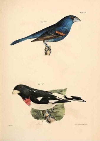 Reproducción/Reproduction 7894690294: Zoology of New York;. Albany :W. & A. White & J. Visscher :1842-44.