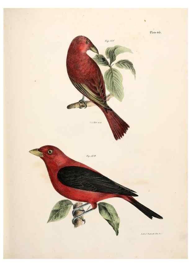 Reproducción/Reproduction 7894690942: Zoology of New York;. Albany :W. & A. White & J. Visscher :1842-44.
