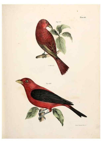Reproducción/Reproduction 7894690942: Zoology of New York;. Albany :W. & A. White & J. Visscher :1842-44.