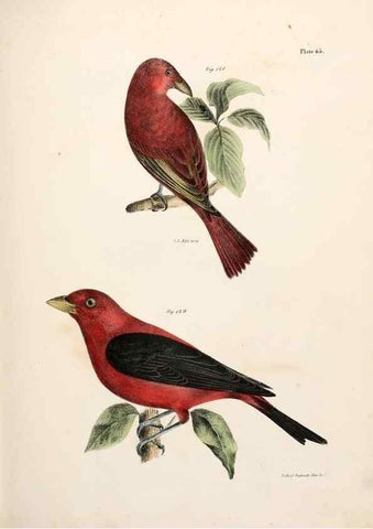 Reproducción/Reproduction 7894690942: Zoology of New York;. Albany :W. & A. White & J. Visscher :1842-44.