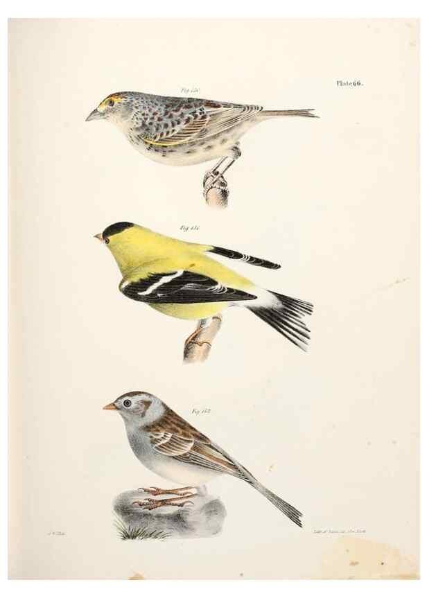 Reproducción/Reproduction 7894691764: Zoology of New York;. Albany :W. & A. White & J. Visscher :1842-44.