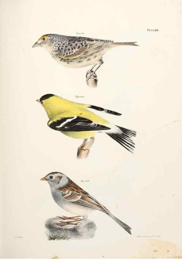 Reproducción/Reproduction 7894691764: Zoology of New York;. Albany :W. & A. White & J. Visscher :1842-44.