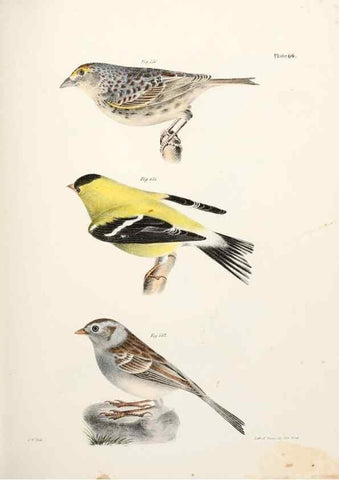 Reproducción/Reproduction 7894691764: Zoology of New York;. Albany :W. & A. White & J. Visscher :1842-44.