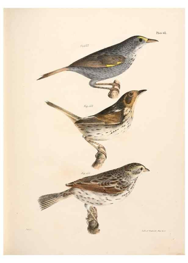Reproducción/Reproduction 7894692454: Zoology of New York;. Albany :W. & A. White & J. Visscher :1842-44.