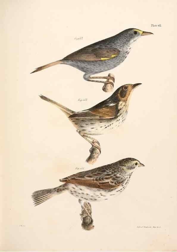 Reproducción/Reproduction 7894692454: Zoology of New York;. Albany :W. & A. White & J. Visscher :1842-44.