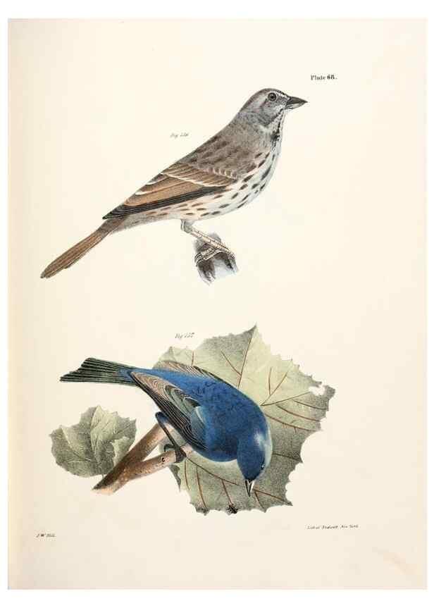 Reproducción/Reproduction 7894693196: Zoology of New York;. Albany :W. & A. White & J. Visscher :1842-44.