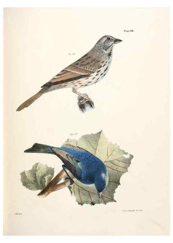 Reproducción/Reproduction 7894693196: Zoology of New York;. Albany :W. & A. White & J. Visscher :1842-44.