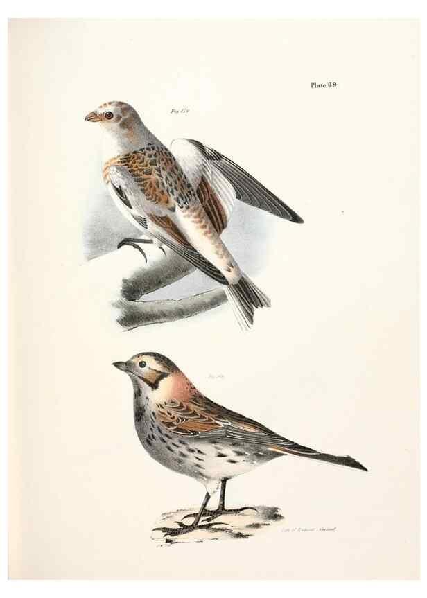 Reproducción/Reproduction 7894693900: Zoology of New York;. Albany :W. & A. White & J. Visscher :1842-44.