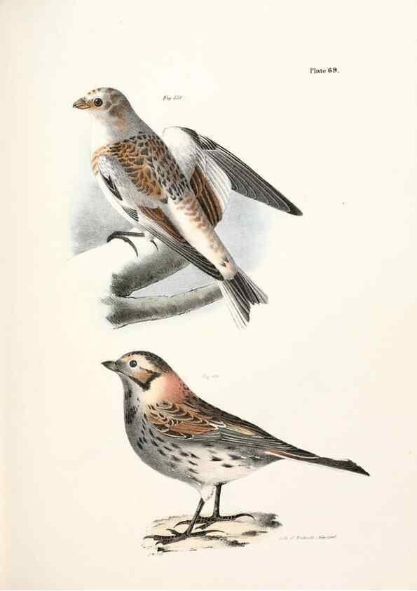 Reproducción/Reproduction 7894693900: Zoology of New York;. Albany :W. & A. White & J. Visscher :1842-44.
