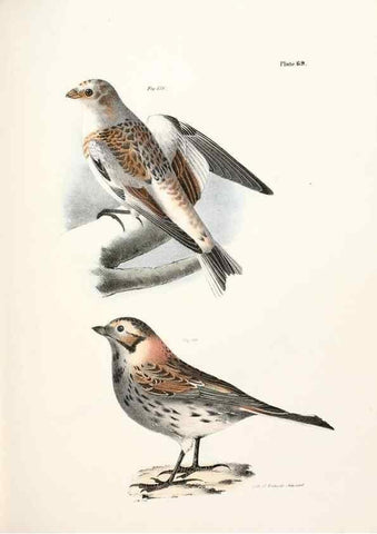 Reproducción/Reproduction 7894693900: Zoology of New York;. Albany :W. & A. White & J. Visscher :1842-44.