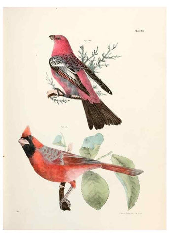 Reproducción/Reproduction 7894689066: Zoology of New York;. Albany :W. & A. White & J. Visscher :1842-44.